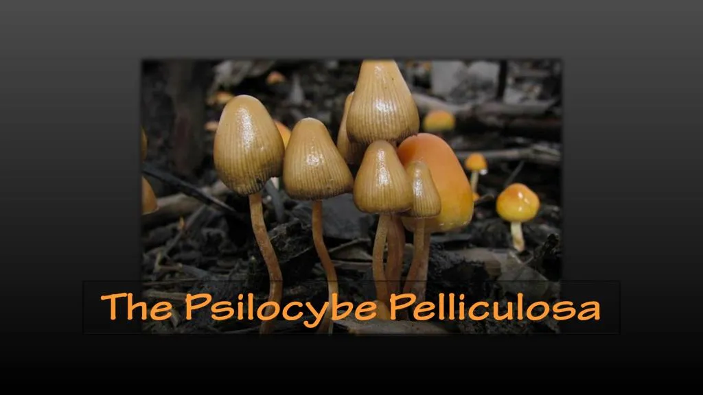 the psilocybe pelliculosa
