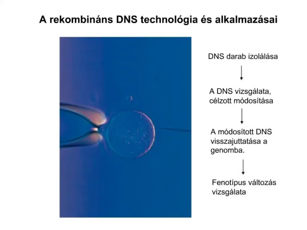 A rekombin ns DNS technol gia s alkalmaz sai
