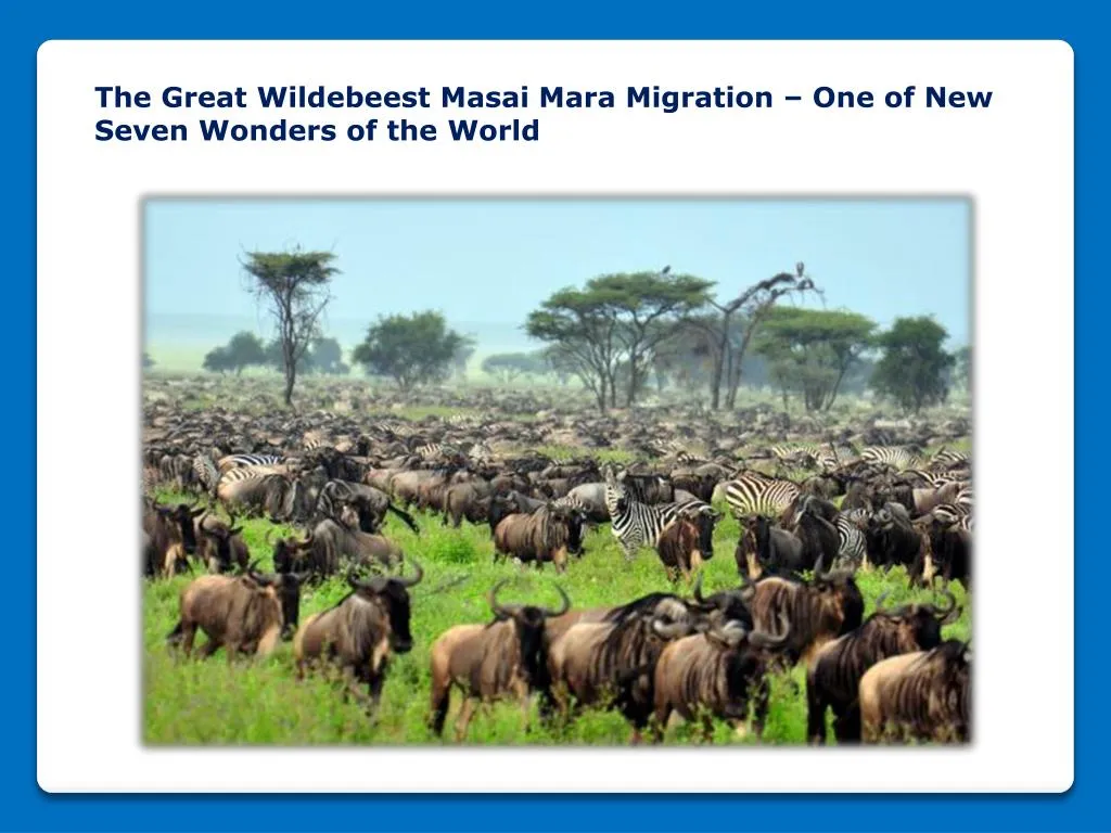 the great wildebeest masai mara migration