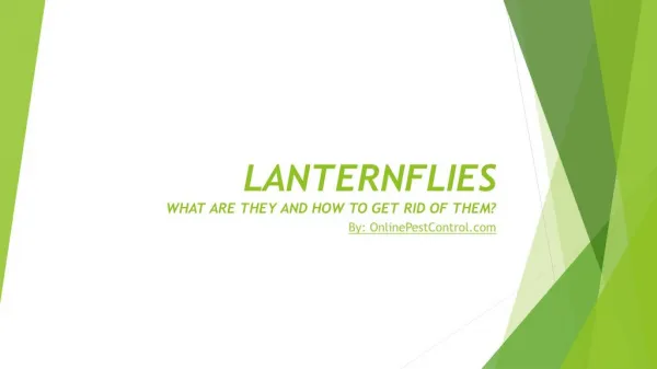 Get rid of Lanterflies