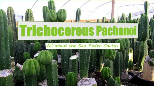 Trichocereus Pachanoi All About The San Pedro Cactus