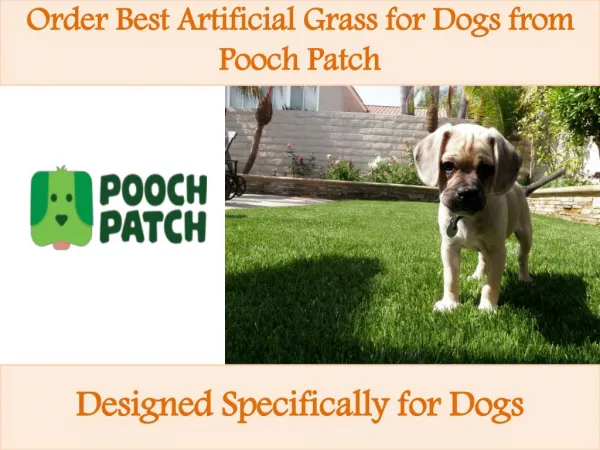 Order Best Artificial Grass for Dogs from Pooch Patch