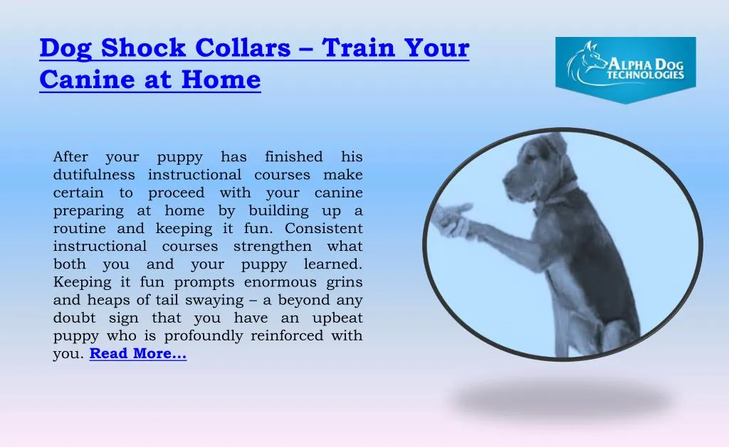 dog shock collars train your canine at home