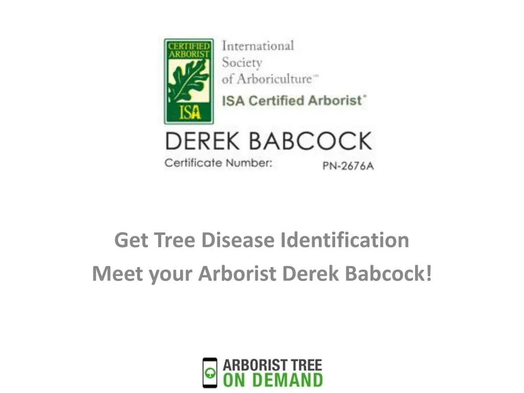 get tree disease identification meet your arborist derek babcock