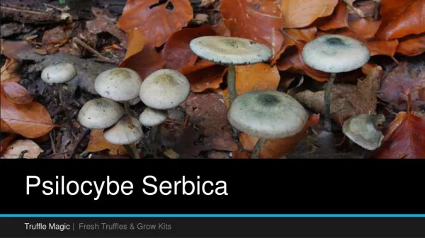 Know About Psilocybe Serbica