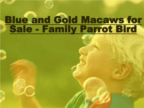 Blue and Gold Macaws for Sale - Family Parrot Bird