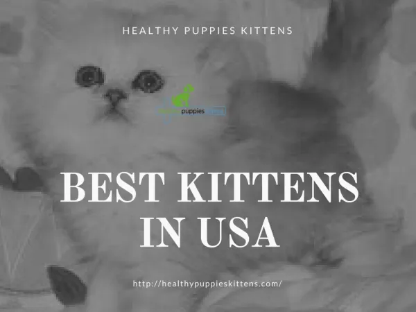 Best kittens In Usa