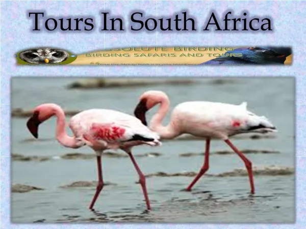 Tours South In Africa
