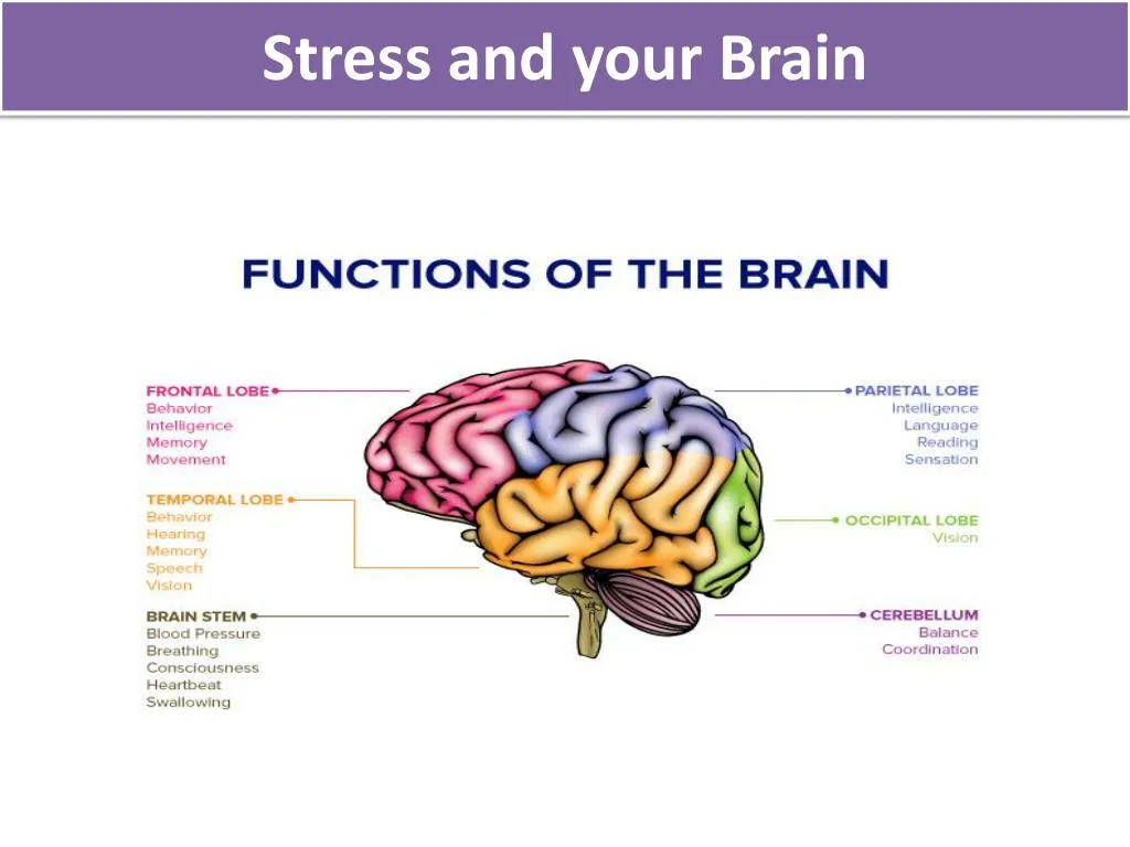 stress and your brain