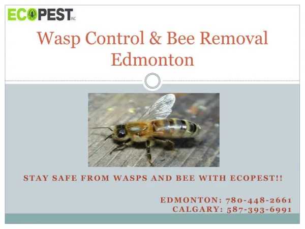 Wasp Control & Bee Removal Edmonton - Stay safe with Ecopest!!