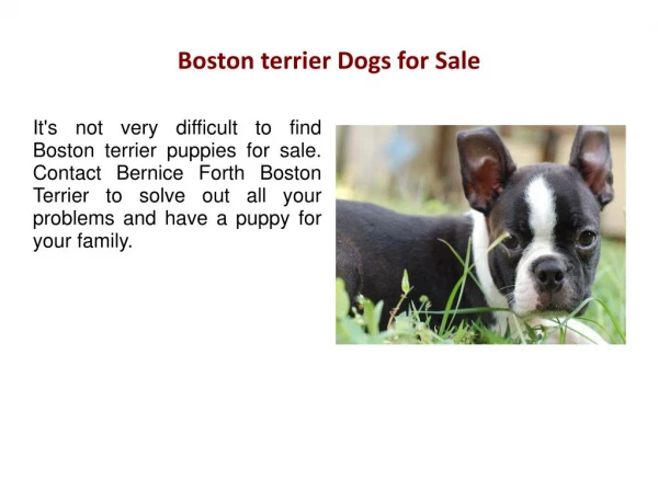 Boston terrier Dogs for Sale