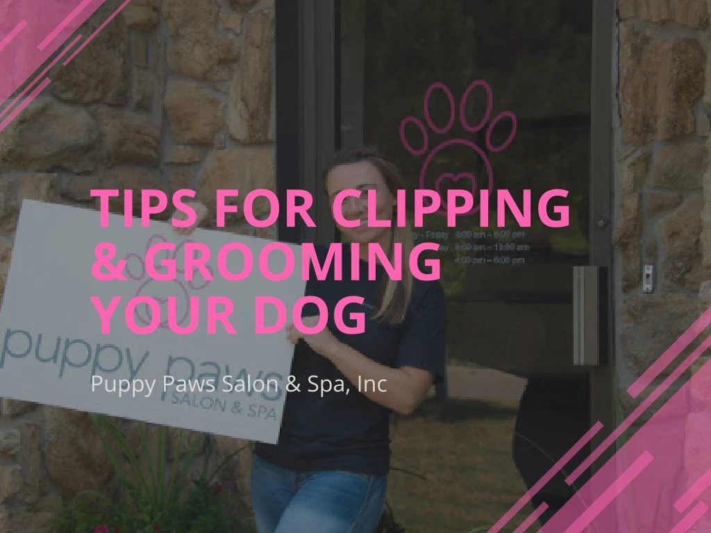tips for clipping grooming your dog
