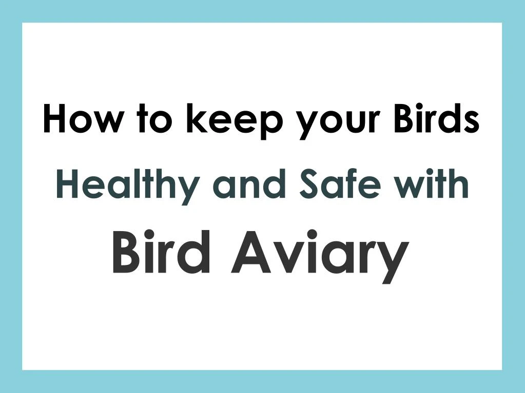 how to keep your birds