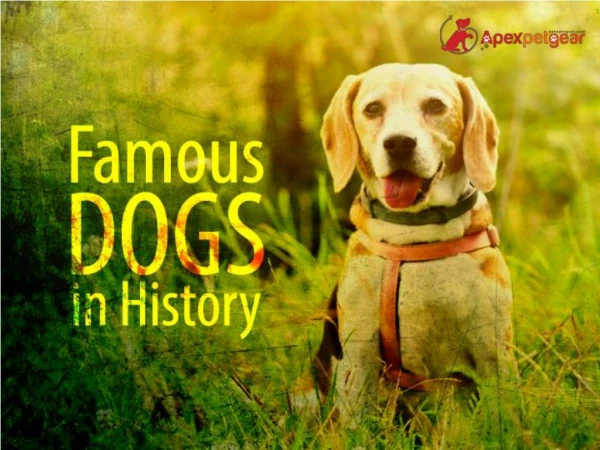 5 Most Famous Dogs in History
