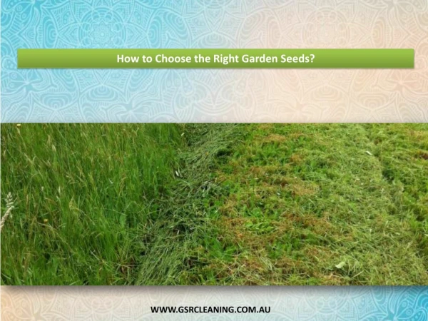 How to Choose the Right Garden Seeds?