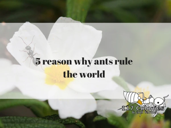 5 reasons why ants rule the world