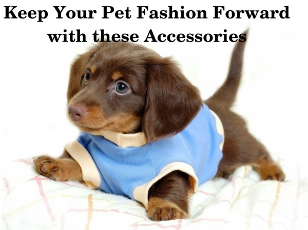 Use these Accessories to Keep Your Pet Fashion Forward