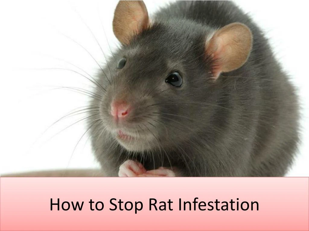 how to stop rat infestation