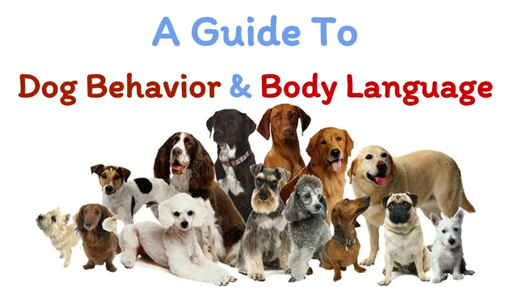 a guide to dog behavior body language