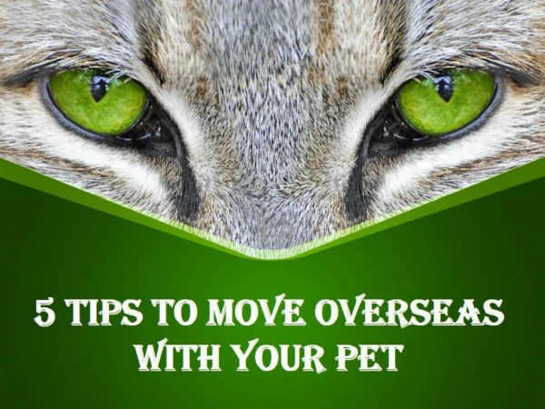 5 Tips to Move Overseas With Your Pet