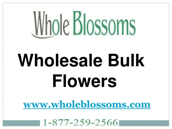 Wholesale Bulk FLowers - www.wholeblossoms.com
