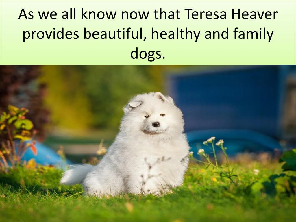 as we all know now that teresa heaver provides beautiful healthy and family dogs