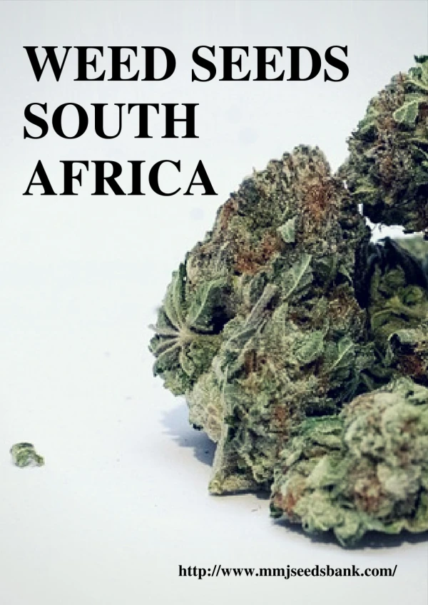 Buyb Seeds Online In South Aferica