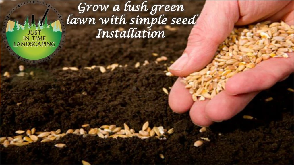 grow a lush green lawn with simple seed