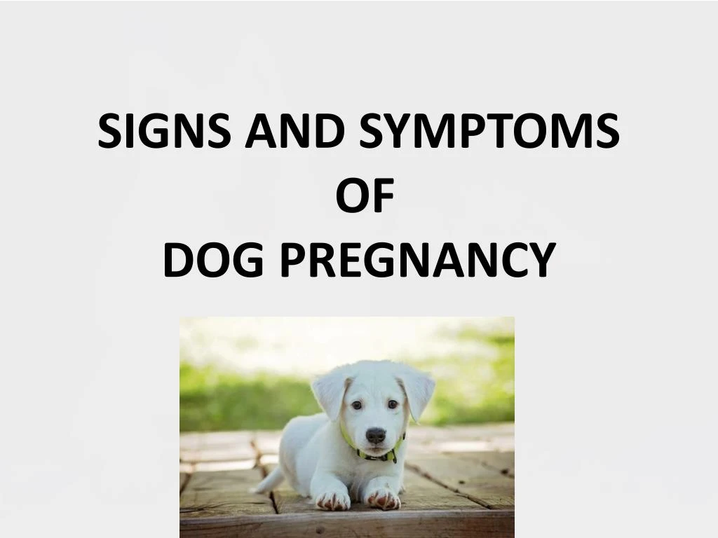 signs and symptoms of dog pregnancy