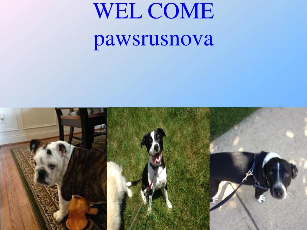 wel come pawsrusnova