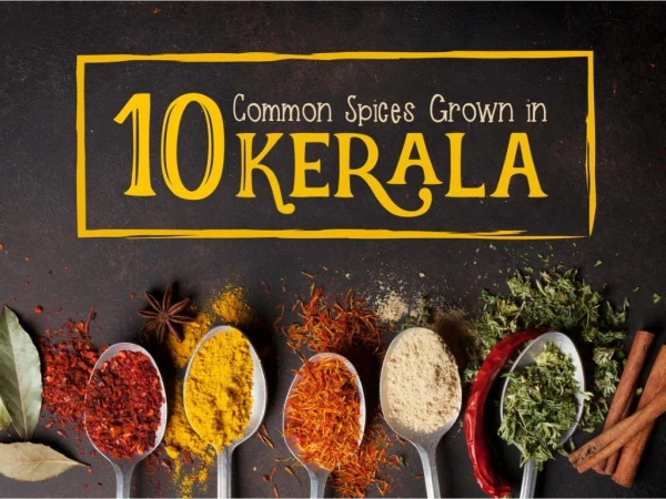 10-Common-Spices-Grown-In-Kerala