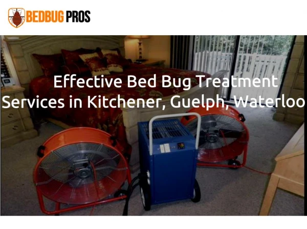 Bed Bug Extermination in Kitchener, Waterloo & Cambridge