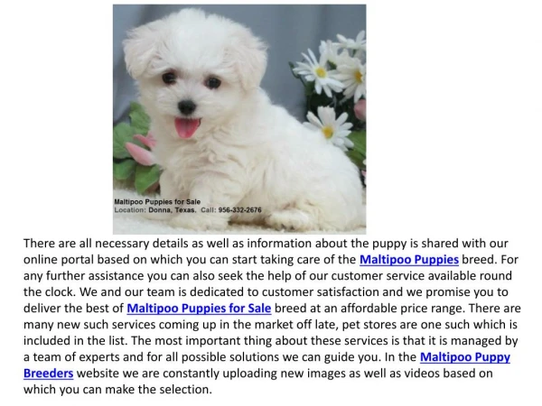Maltipoo Puppies for Sale California Maltipoo Puppy Breeders