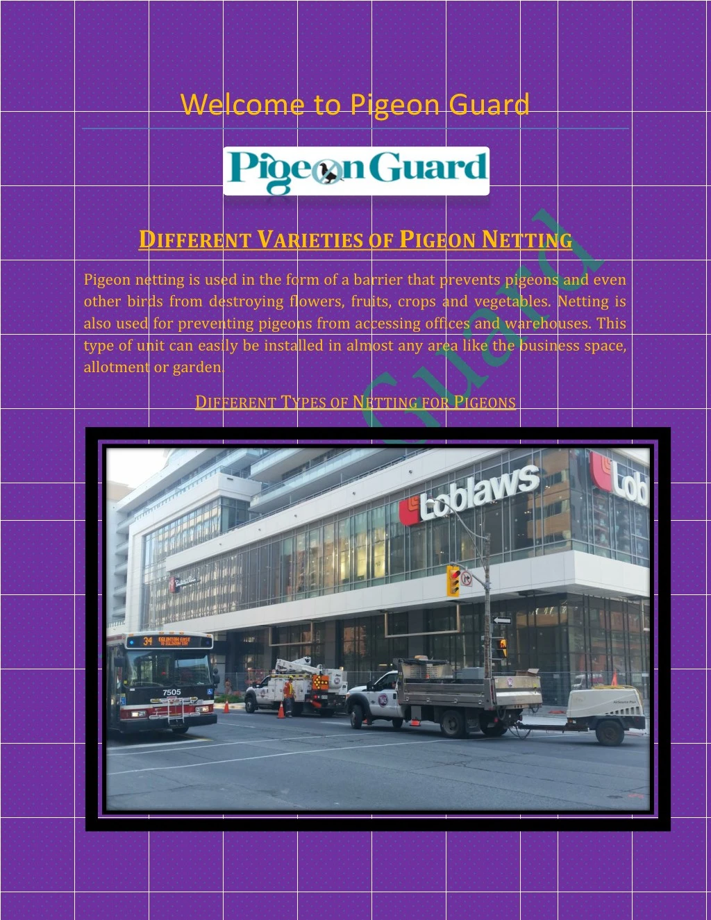 welcome to pigeon guard