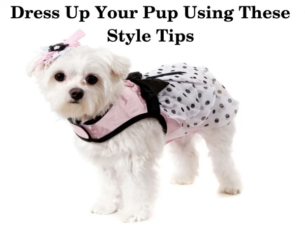 Dress Up Your Pup Using These Style Tips