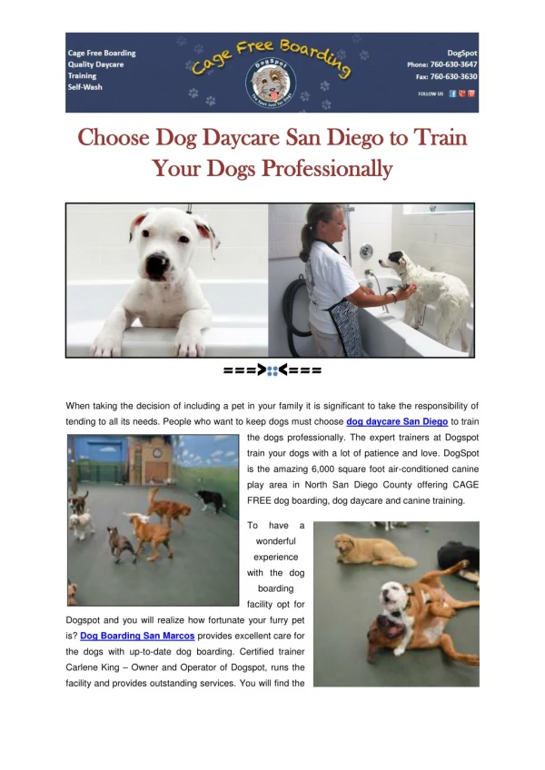 Choose Dog Daycare San Diego