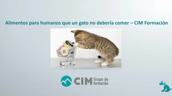 Alimentos para humanos que un gato no debería comer – CIM Formación