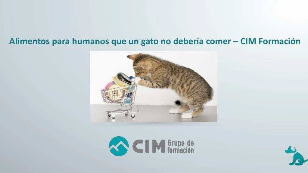 alimentos para humanos que un gato no deber