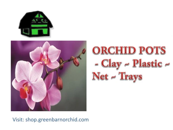 Best Orchid Nursery in Florida
