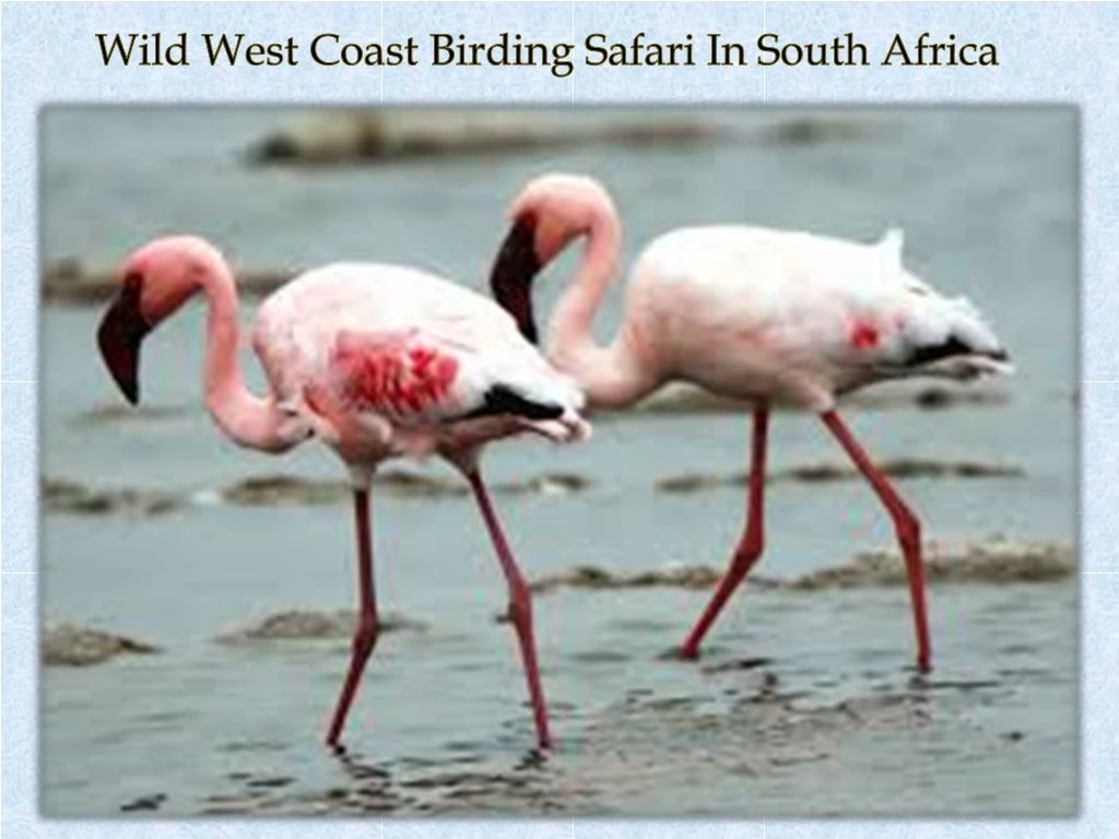wild west coast birding safari in south africa