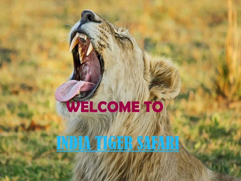 welcome to india tiger safari