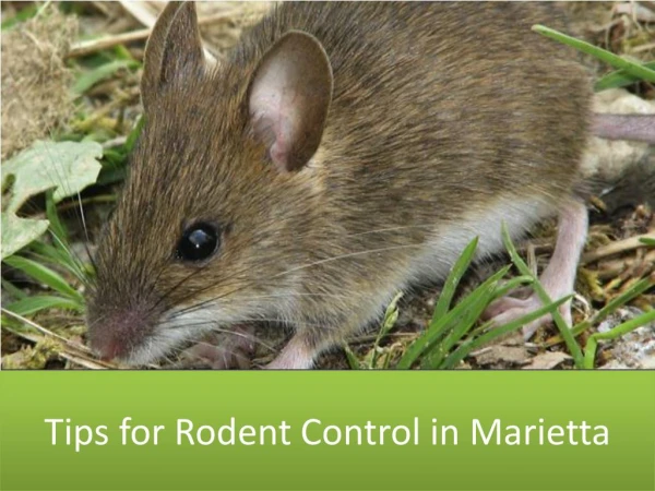 Tips for Rodent Control in Marietta