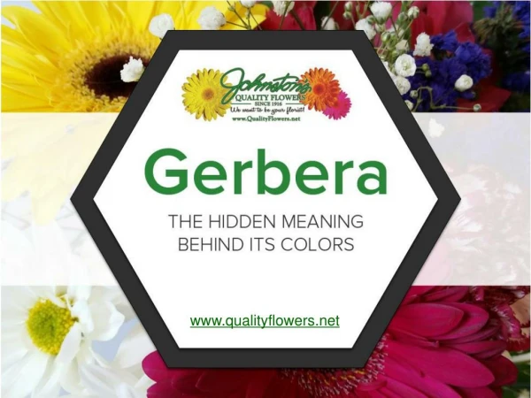 Gerberas – Their Colors and Meanings