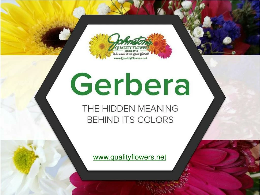 gerbera the hidden meaning behind its colors