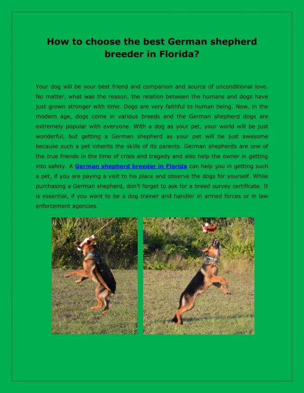 How to choose the best German shepherd breeder in Florida?
