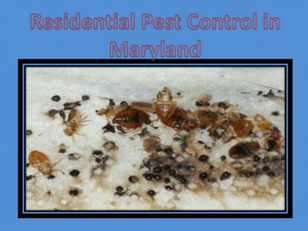 Residential Pest Control in Maryland