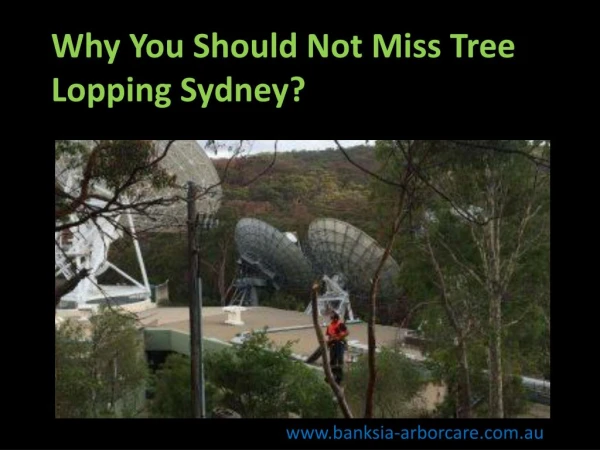 Why You Should Not Miss Tree Lopping Sydney?