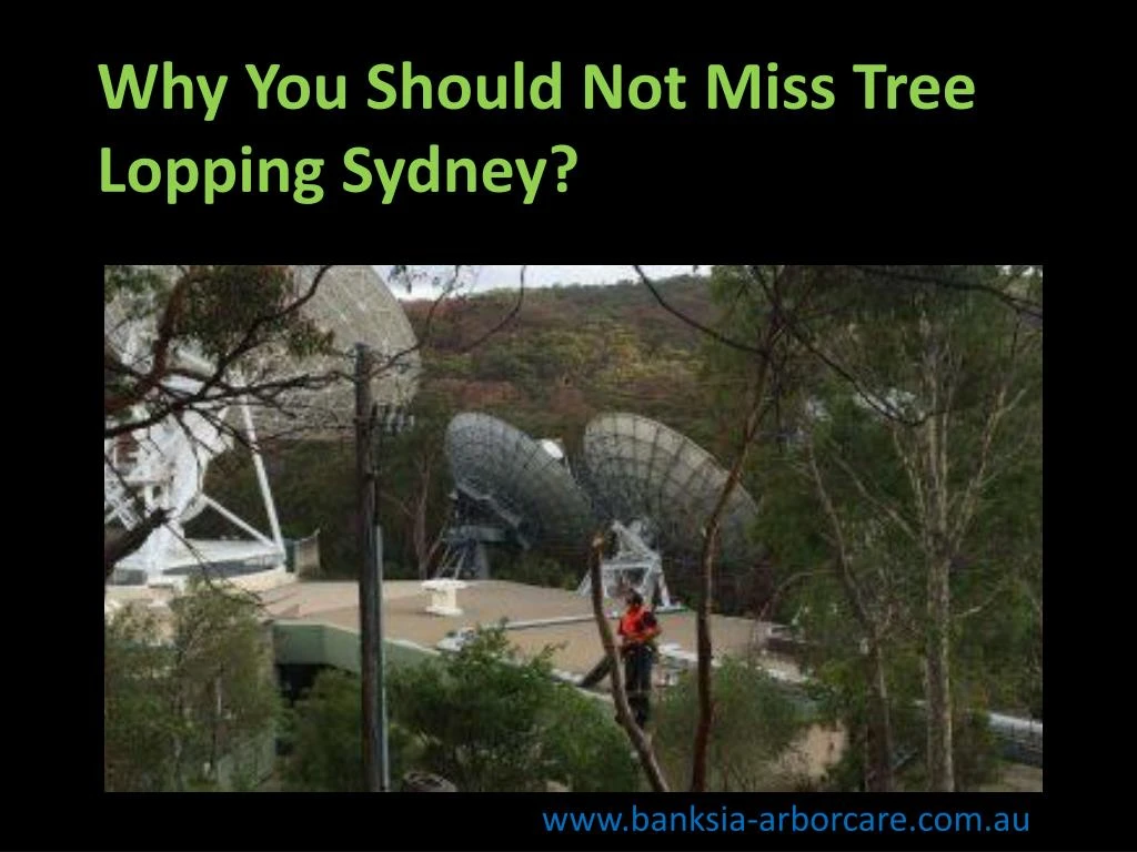 why you should not miss tree lopping sydney