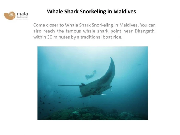 Manta Snorkeling in Maldives
