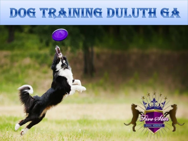 Dog training Duluth GA